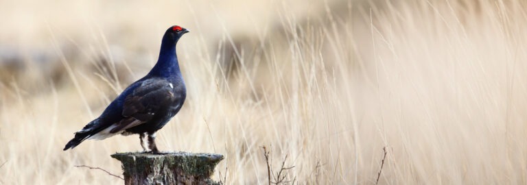 Artenschutz zwischen Panzern